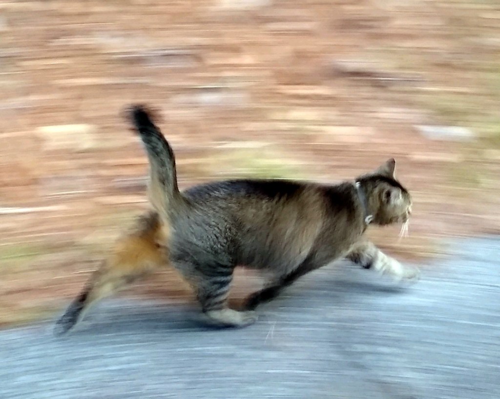 the return of the&nbsp;bully