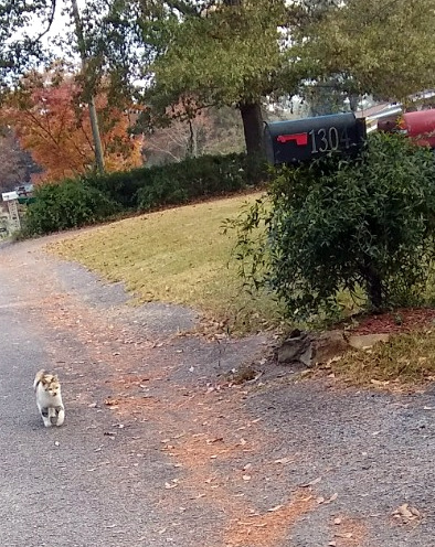 joining the community of lesbian cat&nbsp;lovers