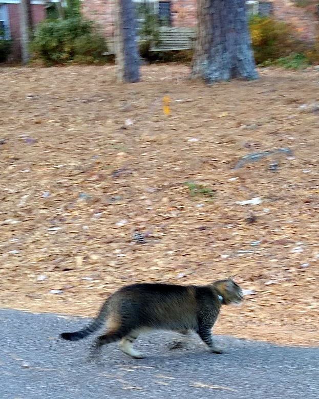 how is Bully Cat like Novax&nbsp;Djokovic?