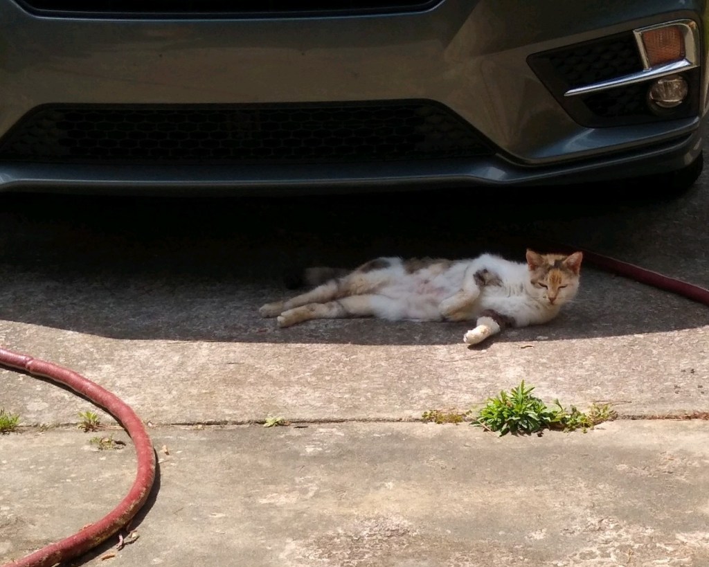 disaster strikes Carport&nbsp;Kitty