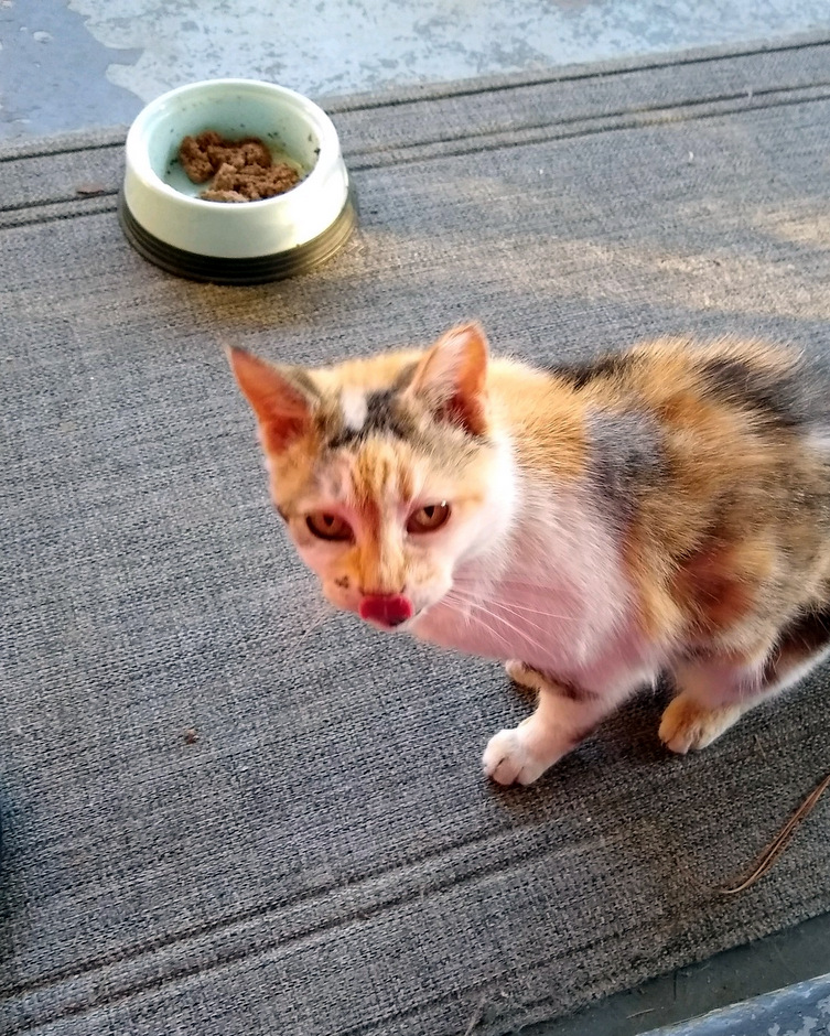 a walk on the wild side with the OG a/k/a Bully&nbsp;Cat