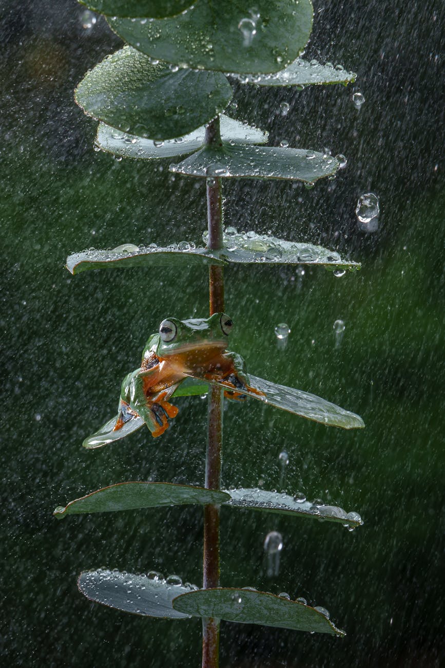 In the Beginning were the&nbsp;Frogs